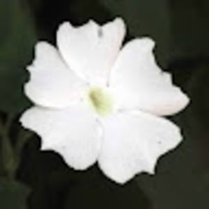 Meet your Posher, Sonya